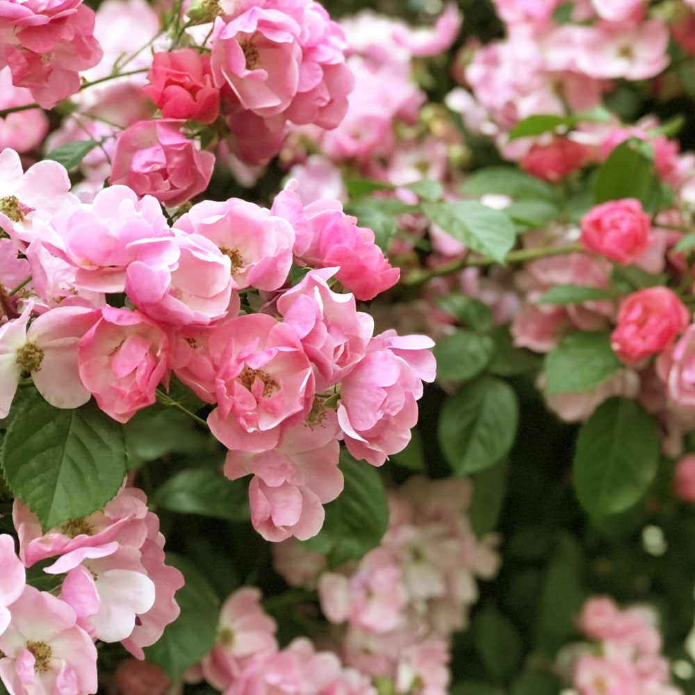 バラ ハトヤバラ 2