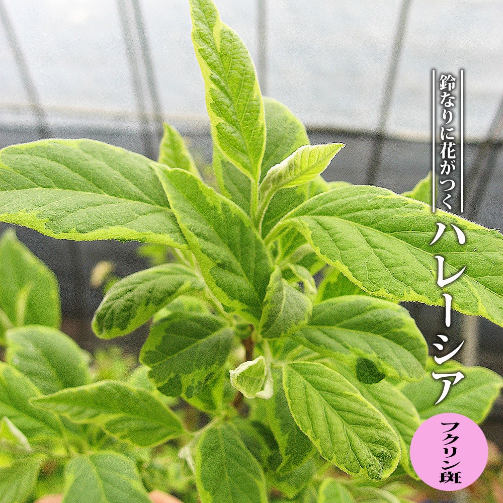  ハレーシア　フクリン斑 