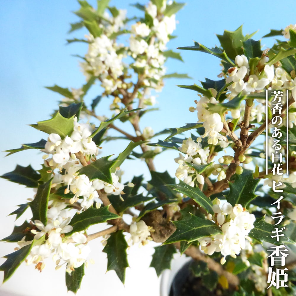 ヒイラギ 香姫 