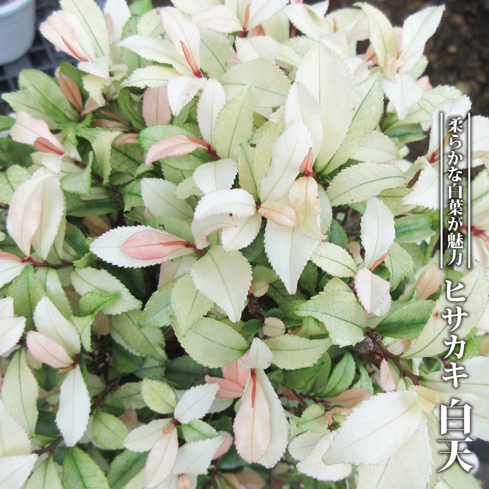 ヒサカキ 白天 