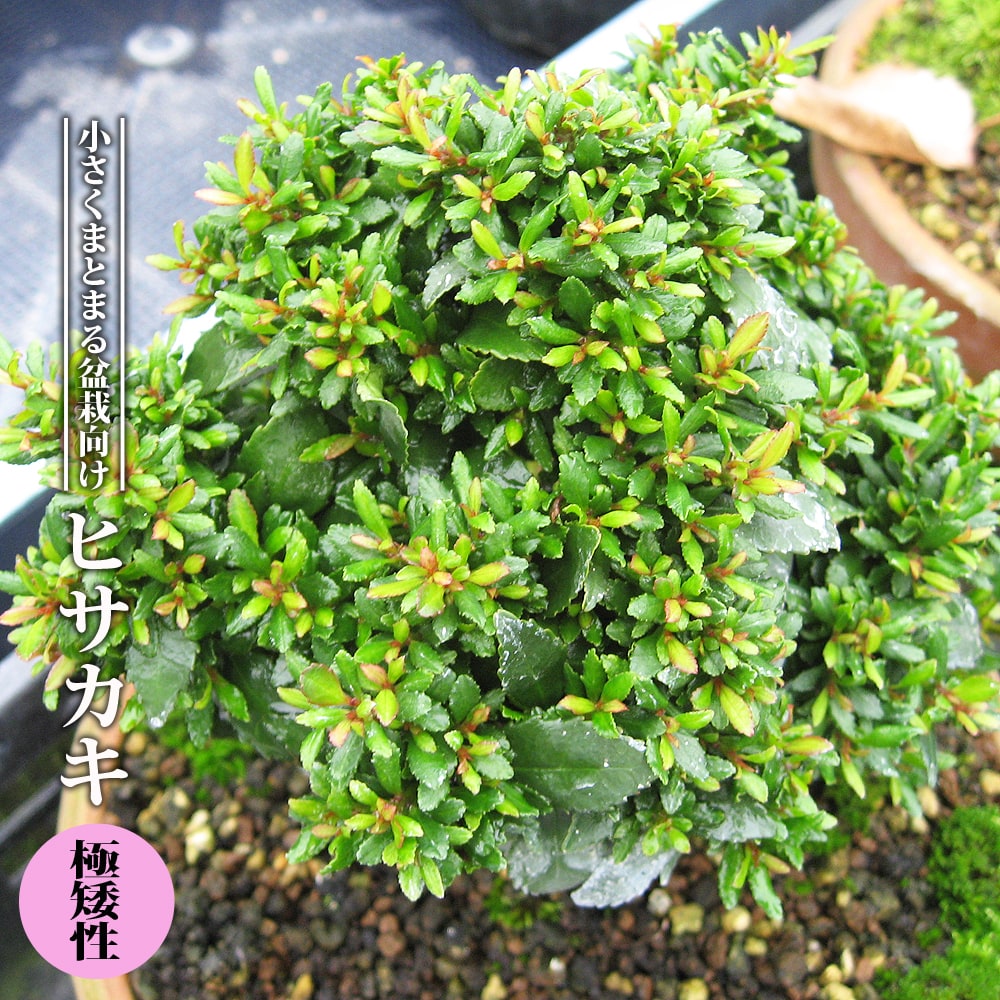 ヒサカキ  極矮性