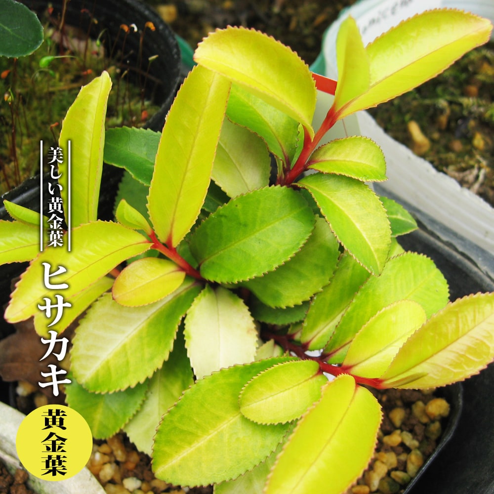 ヒサカキ黄金葉 