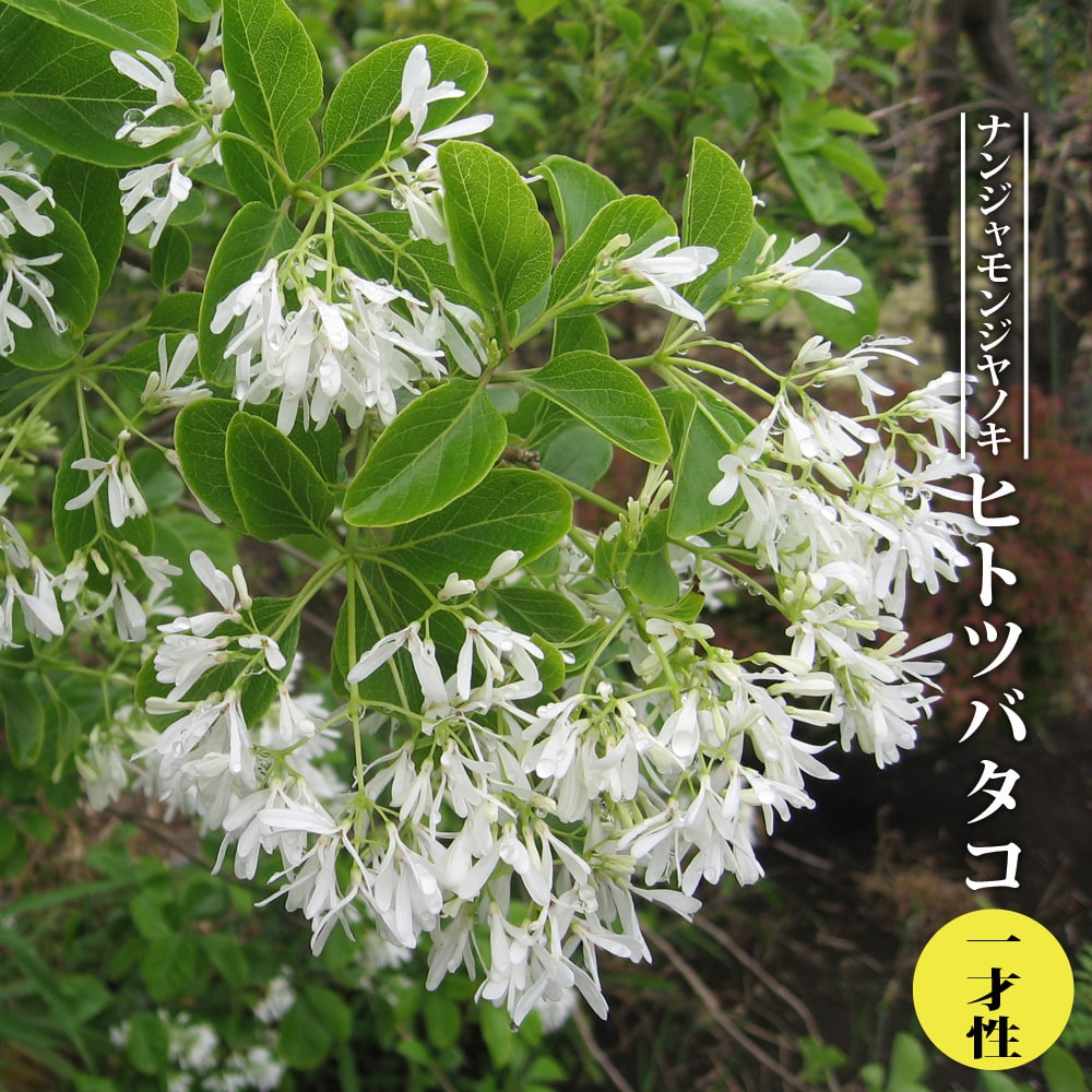 トキワマンサク 舞龍
 