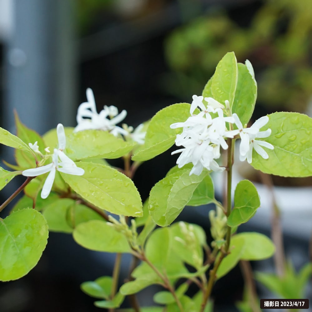 ヒトツバタゴ （ナンジャモンジャノキ） 一才性 1