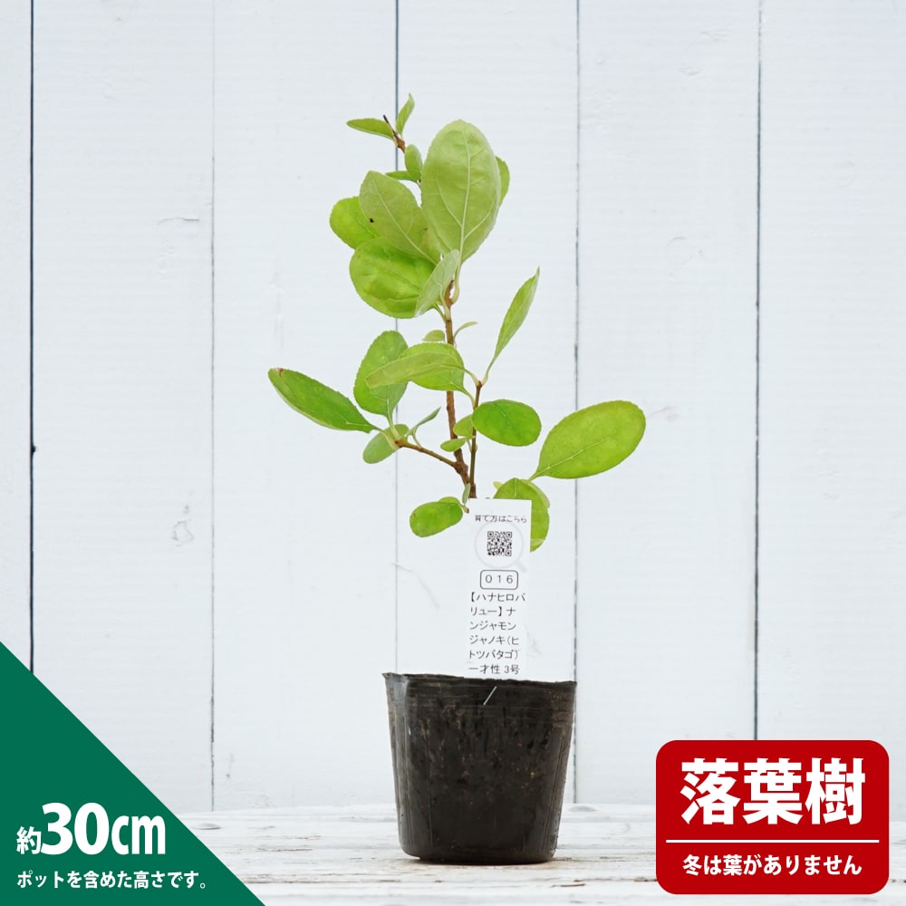 ヒトツバタゴ （ナンジャモンジャノキ） 一才性 苗 販売 苗木部 By 花