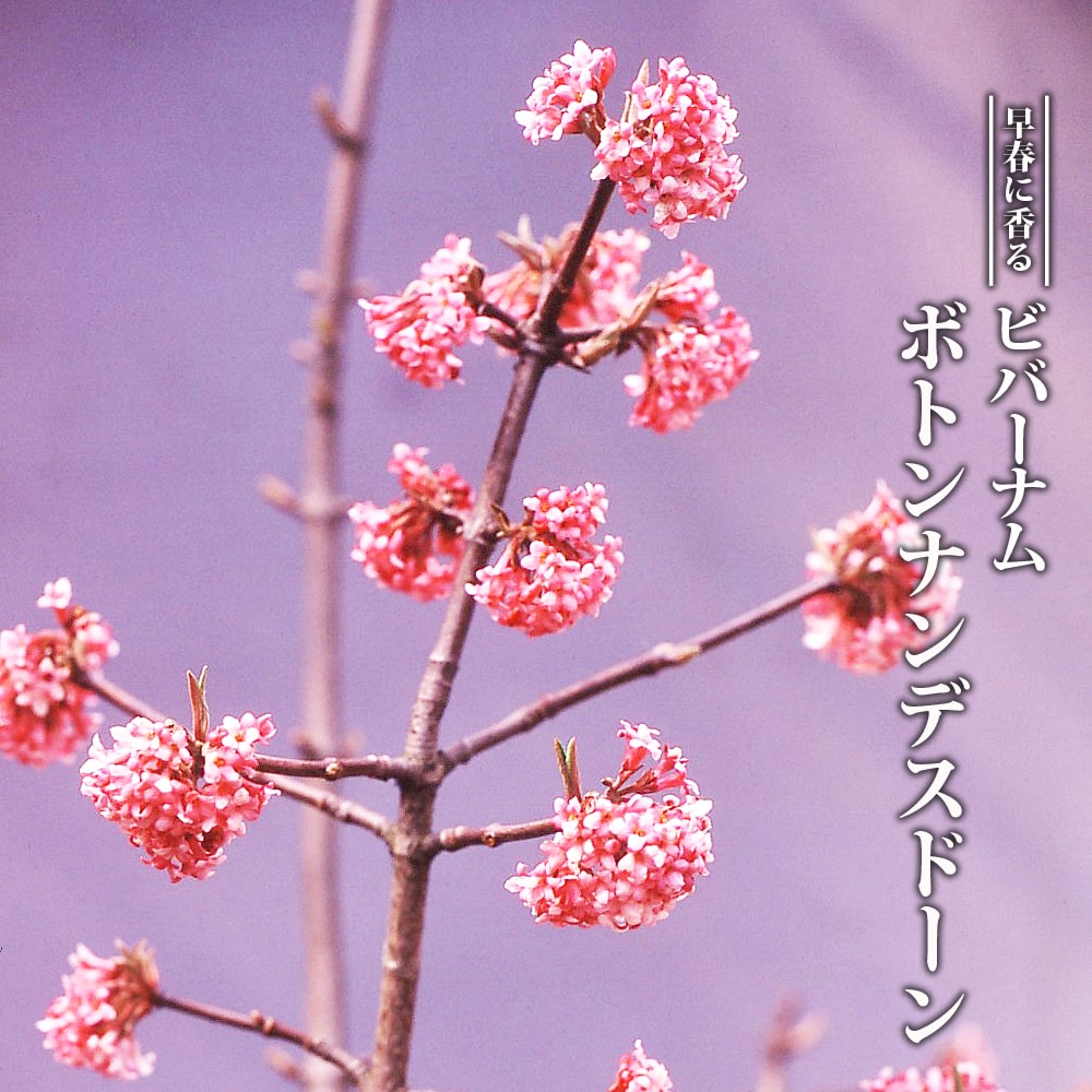 ビバーナム ボトナンデスドーン 