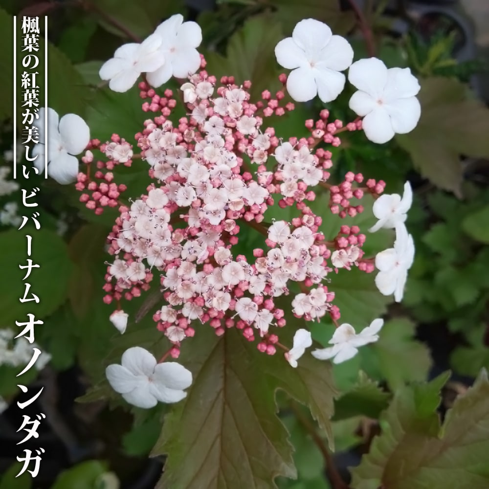 ビバーナム オノンダガ