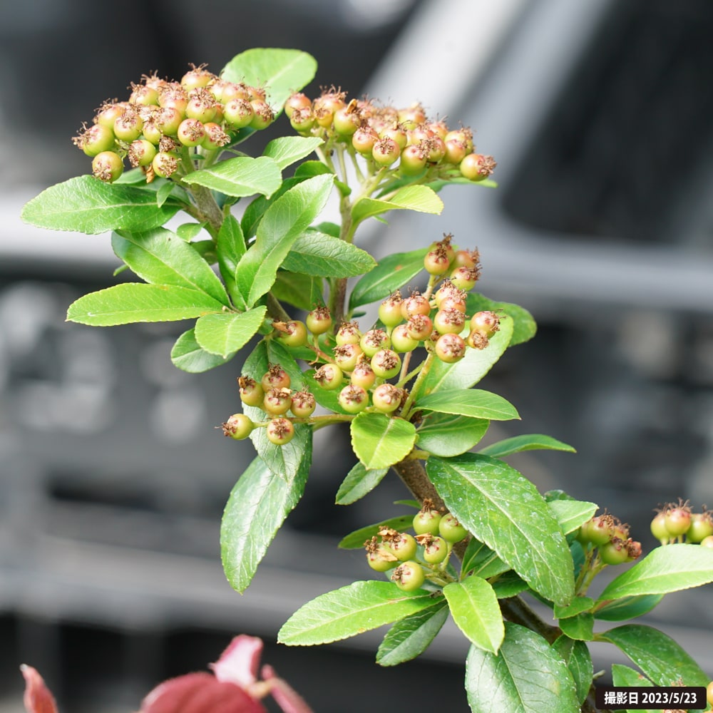 ピラカンサ トゲなし 2