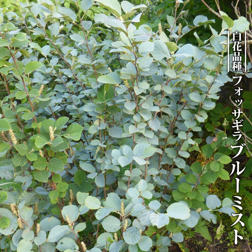 フォッサギラ ブルーミスト