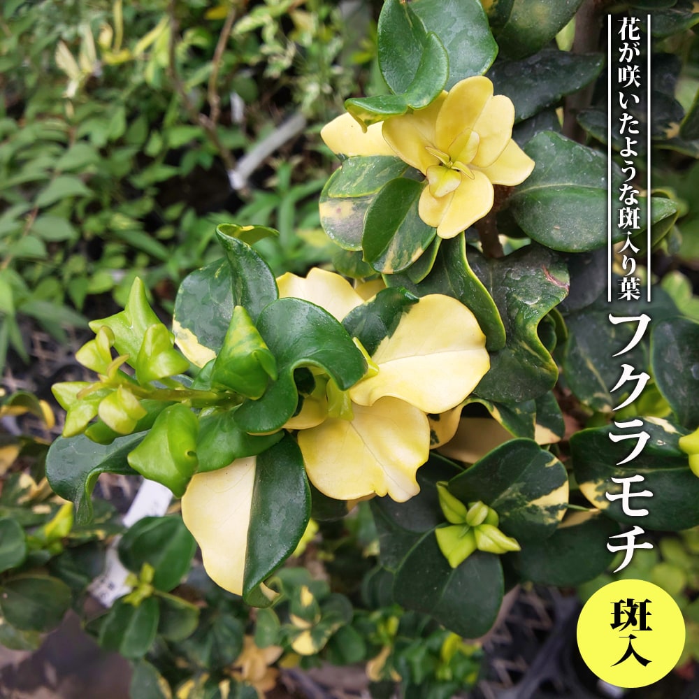 斑入りフクラモチ 