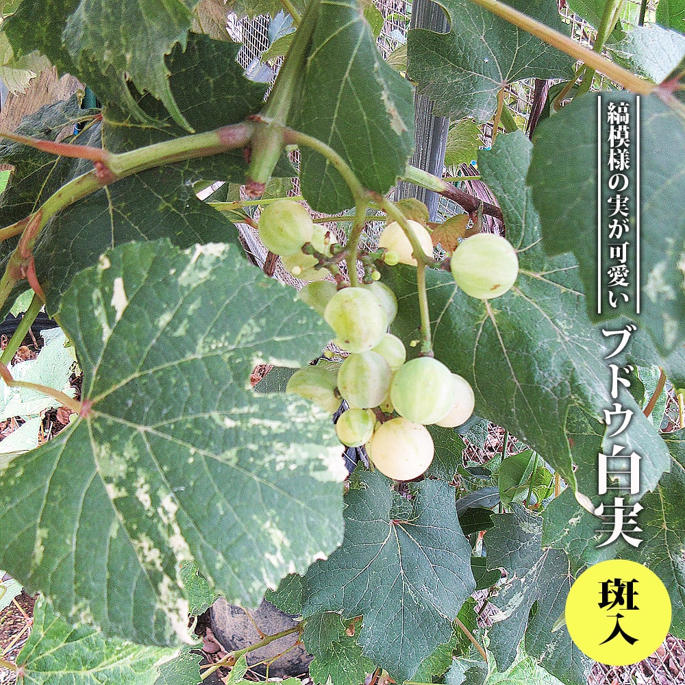 縞があって可愛い白実の斑入りぶどう