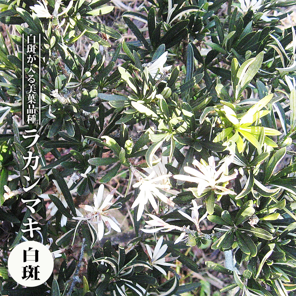 ラカンマキ 【白斑】