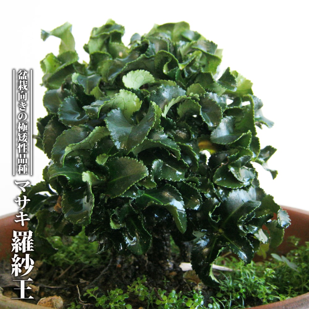 マサキ 羅紗王 