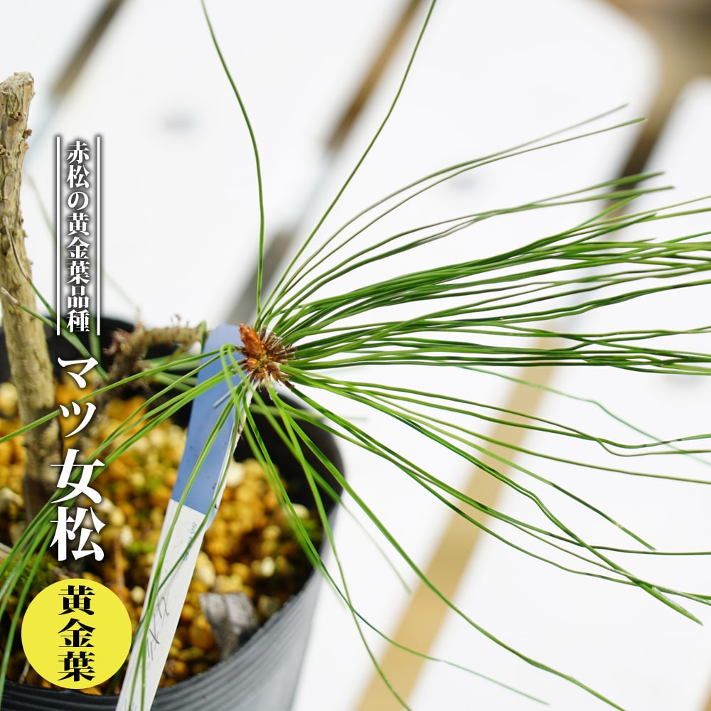 マツ 女松 黄金葉