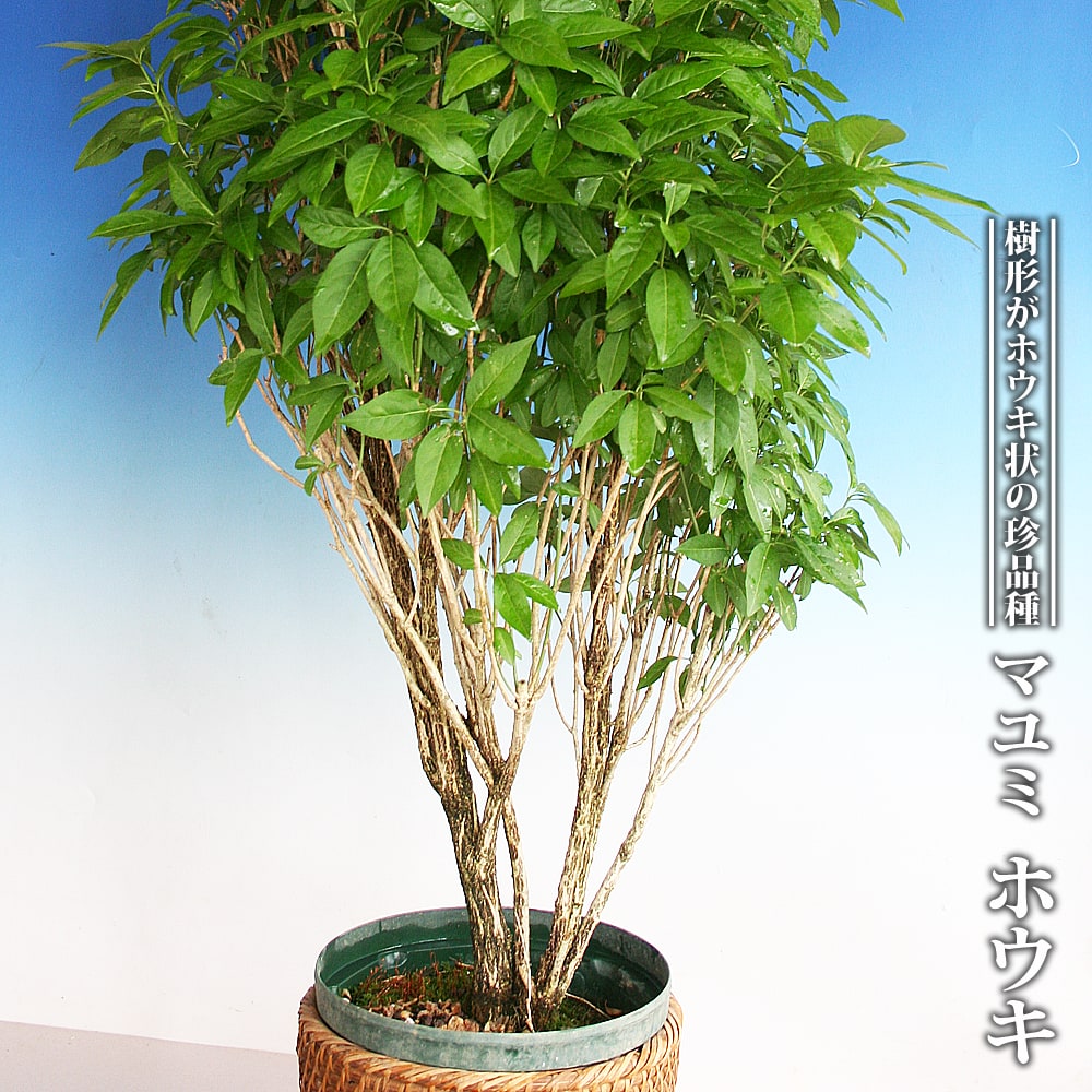 マユミ　ホウキ