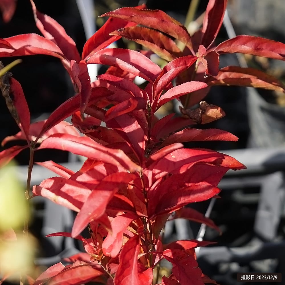 マユミ ホウキ 2