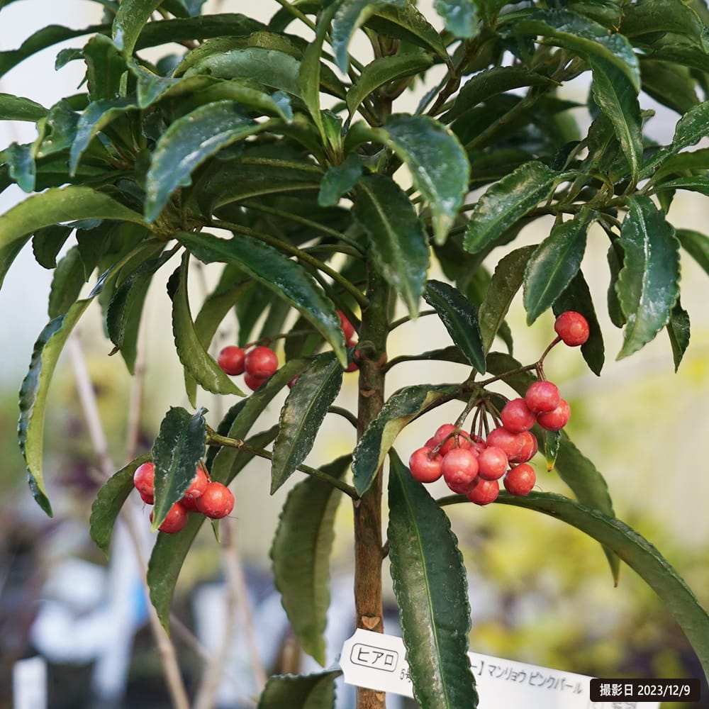 マンリョウ ピンクパール 1