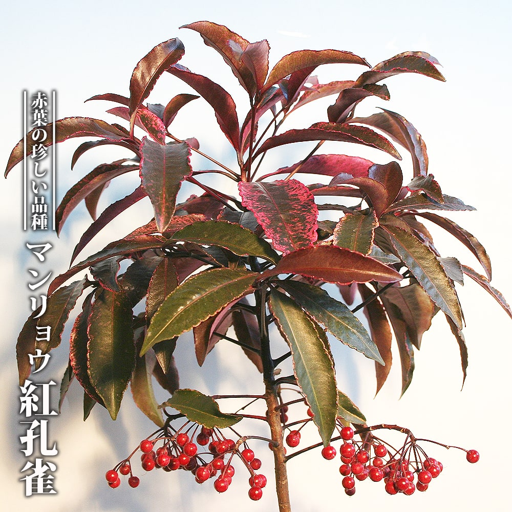 マンリョウ 紅孔雀 1