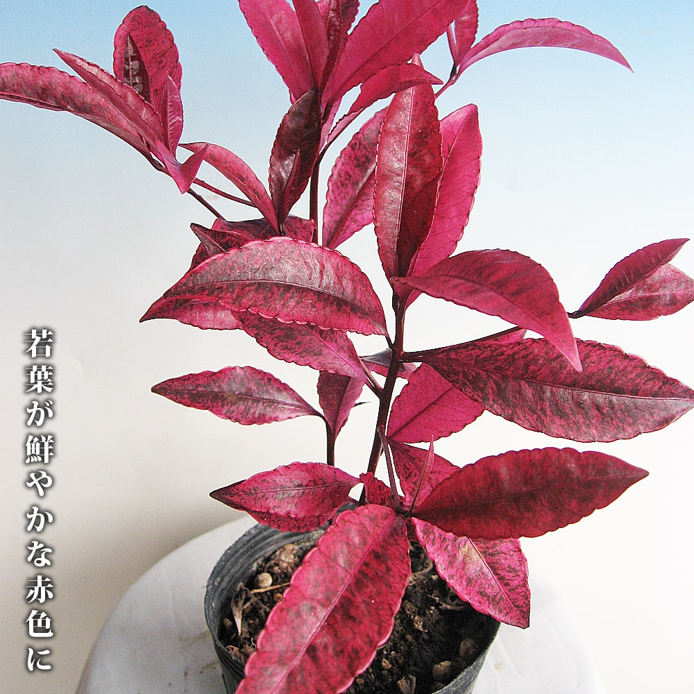 マンリョウ 紅孔雀 2