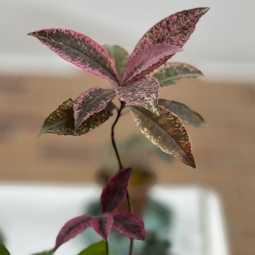 マンリョウ 紅孔雀 7