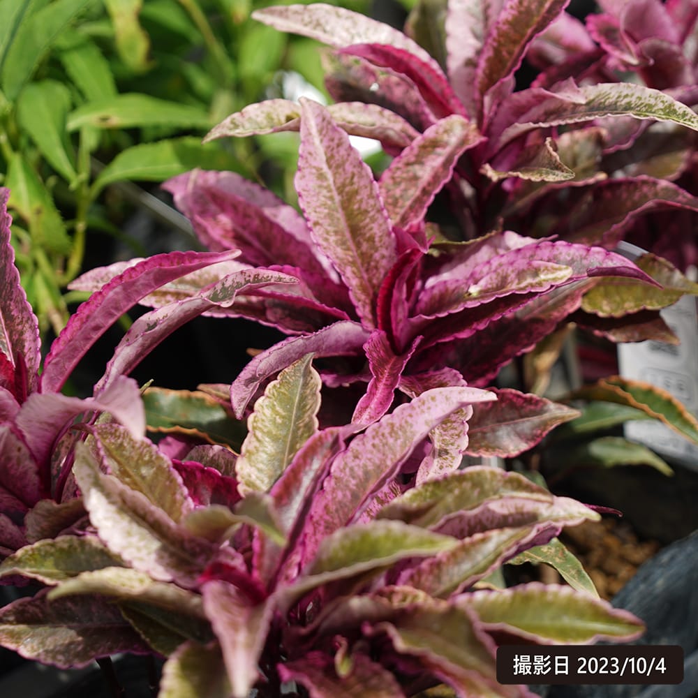 マンリョウ 紅孔雀 4