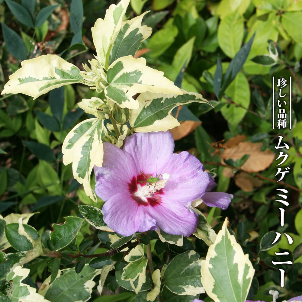 ムクゲ（木槿） ミーハニー 