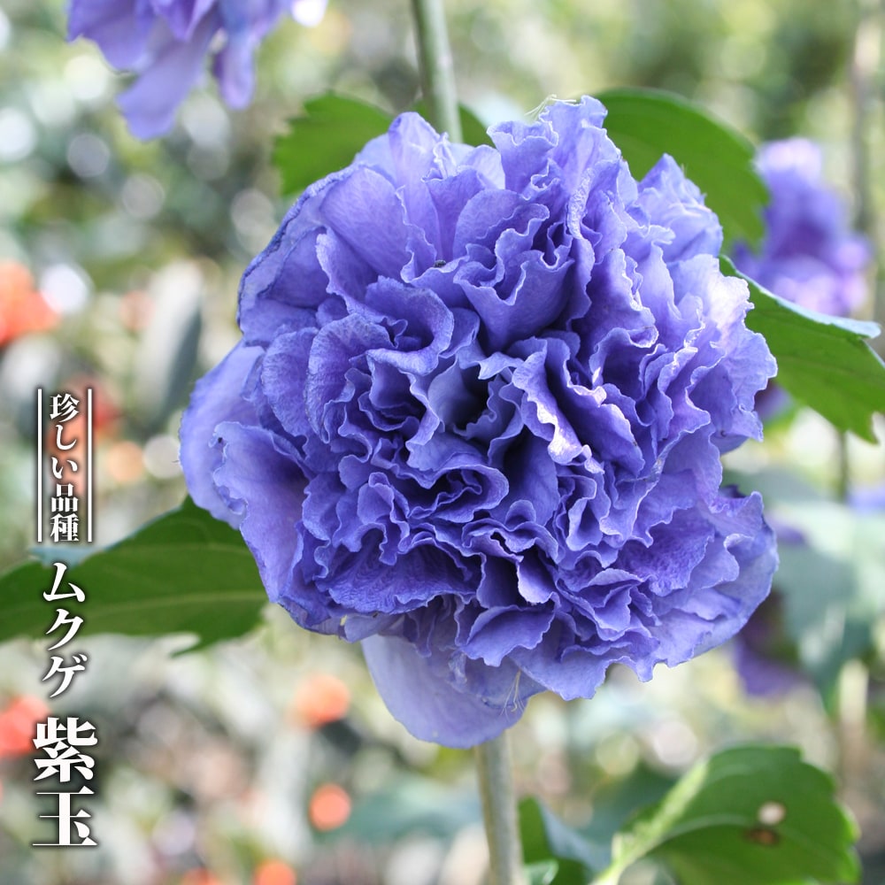 ムクゲ 紫玉 の花