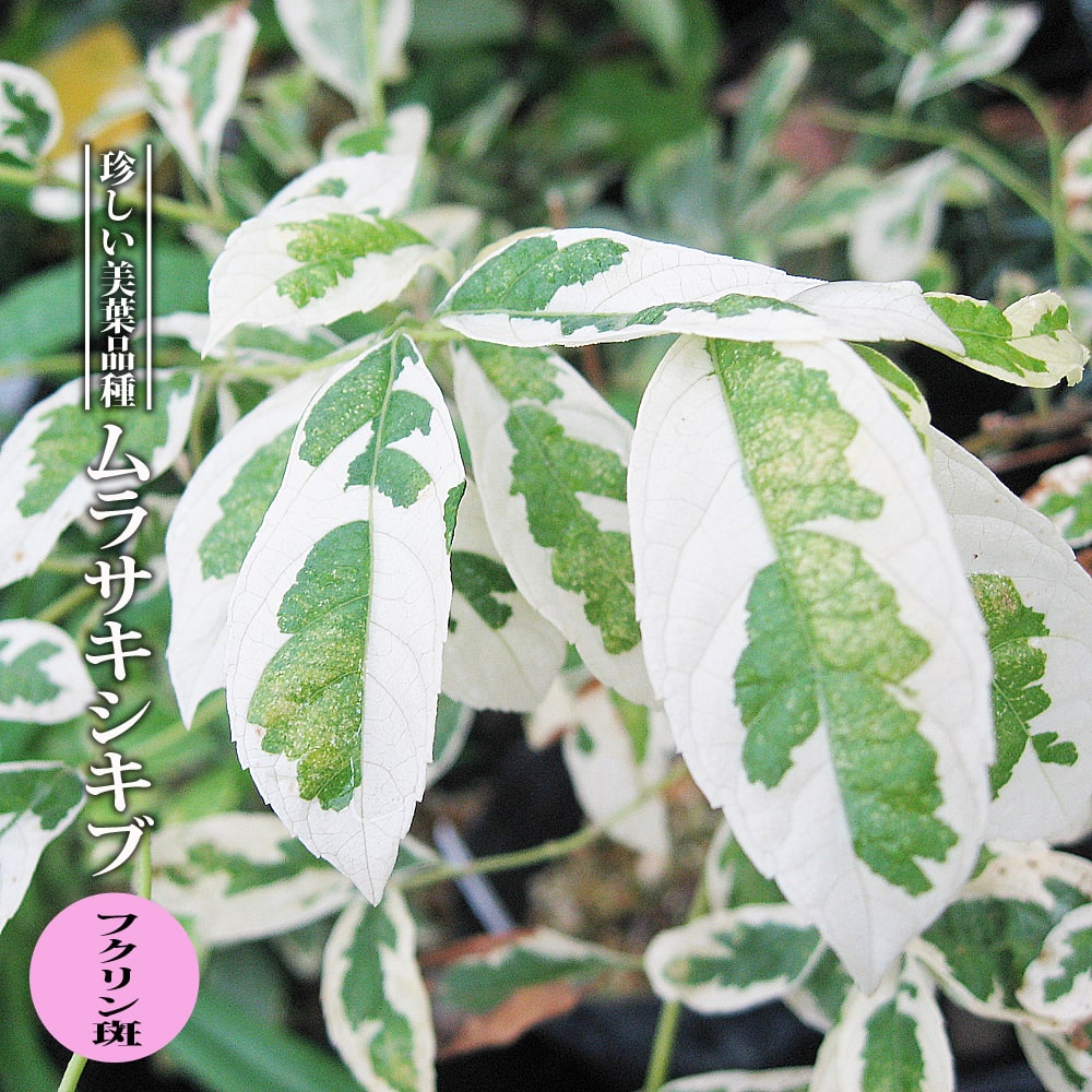 ムラサキシキブ 斑入り （覆輪斑 ふくりんふ） 