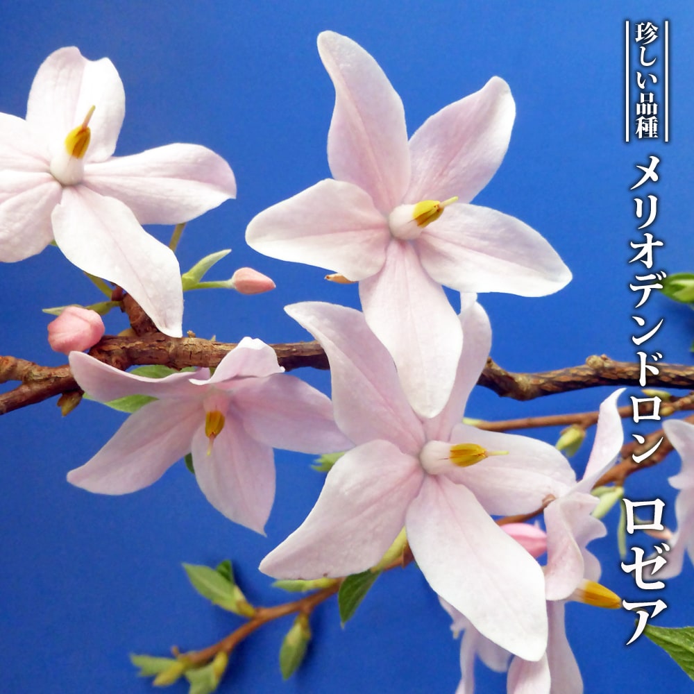 エゴノキ メリオデンドロン ロゼア 