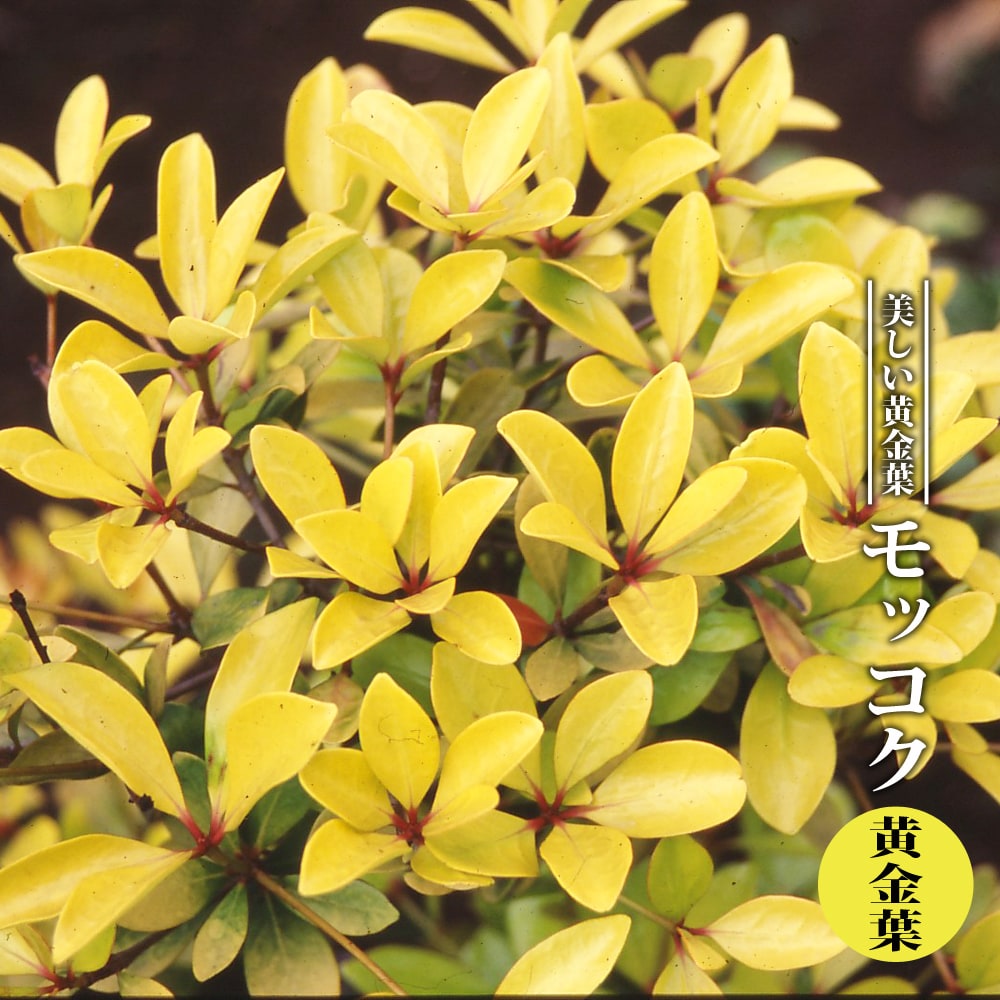 モッコク 黄金葉 