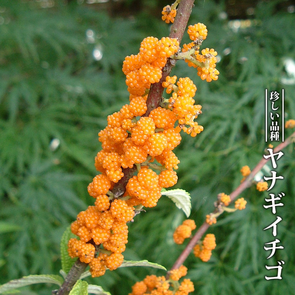ヤナギイチゴ
