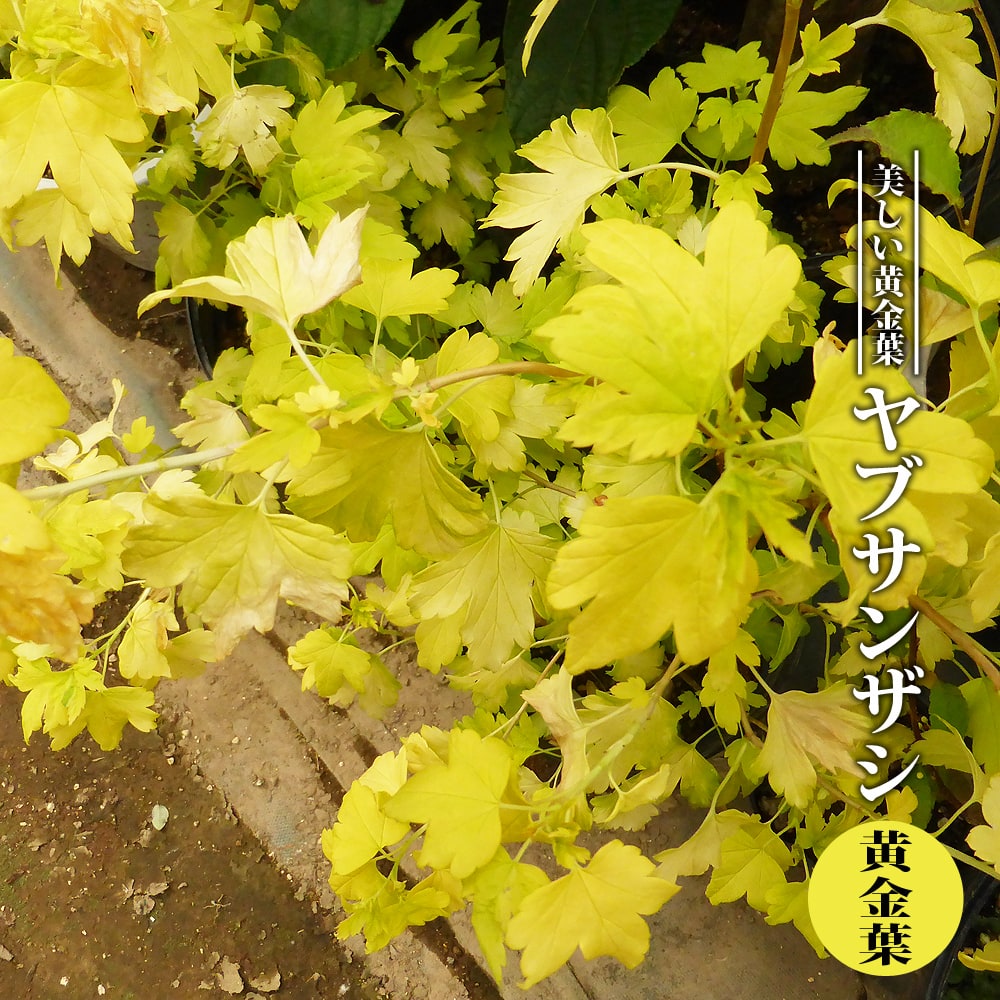 ヤブサンザシ 【黄金葉】