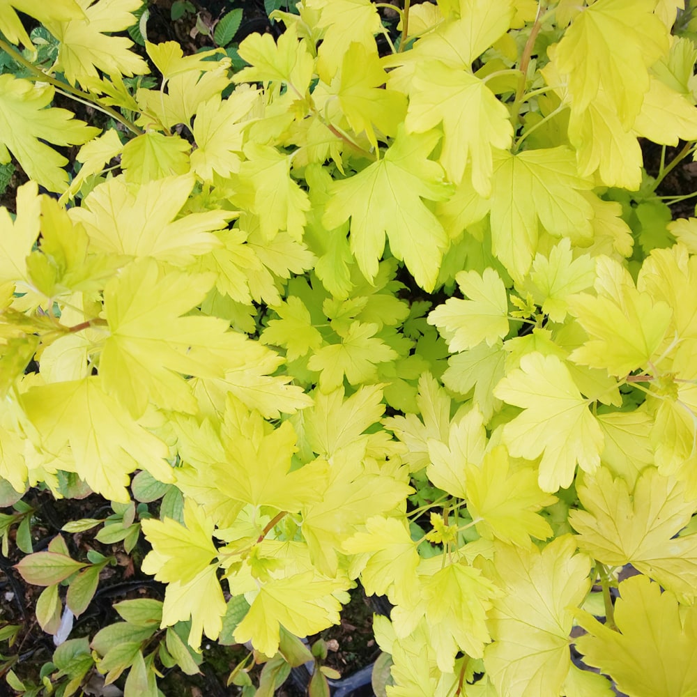 ヤブサンザシ 黄金葉 1