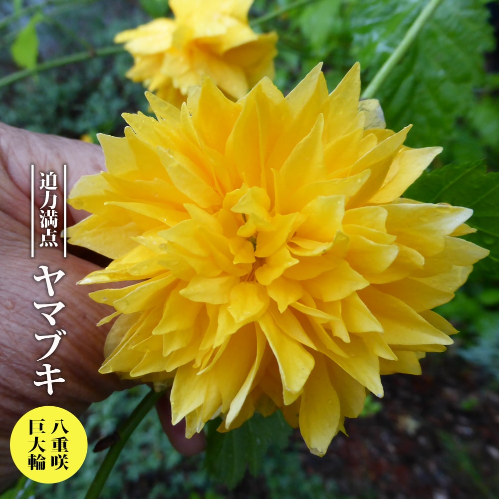 ヤマブキ 八重咲 巨大輪 
