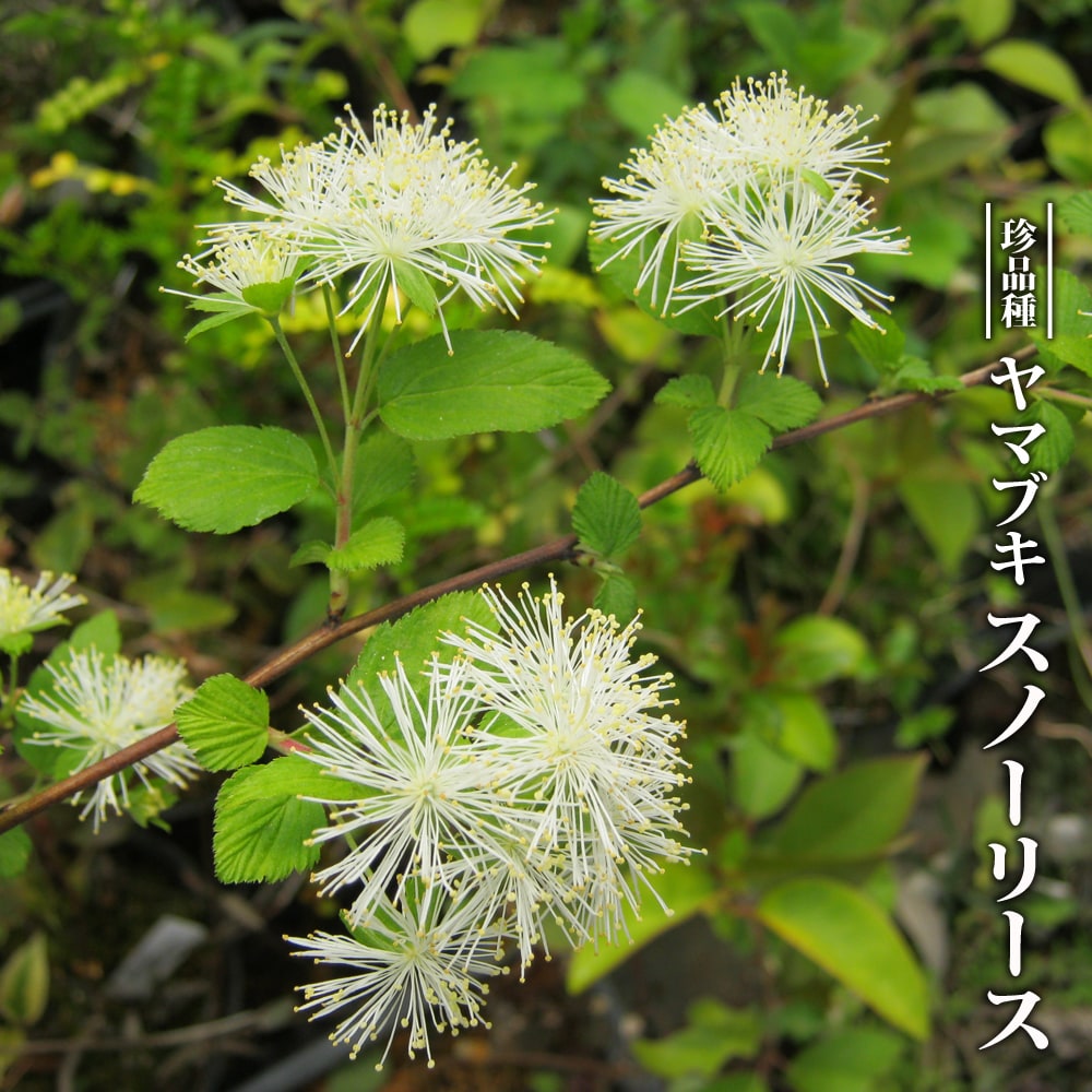 ヤマブキスノーリース 
