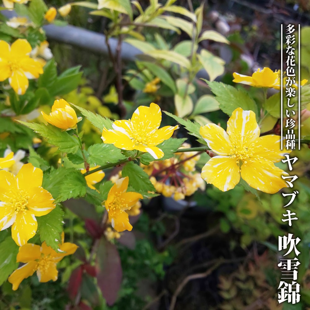 ヤマブキ 吹雪錦 