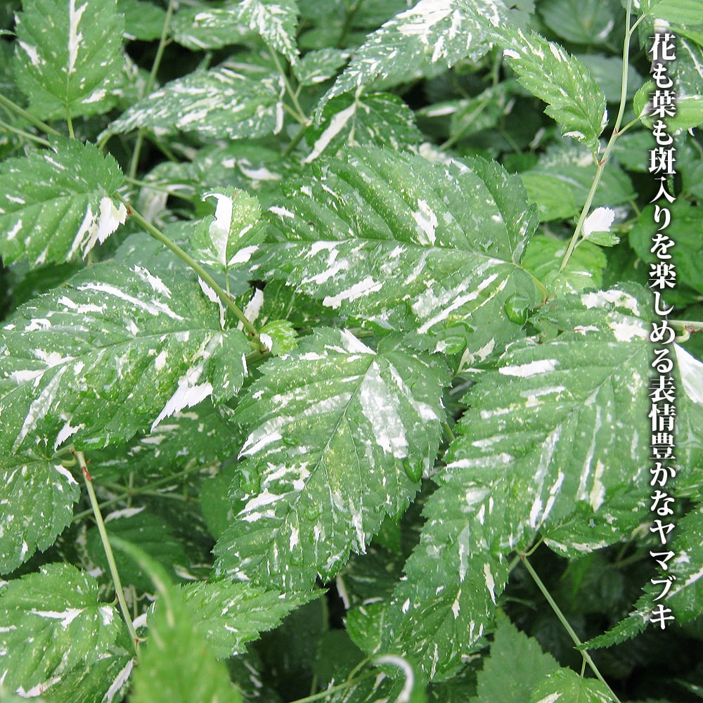 ヤマブキ 吹雪錦 1