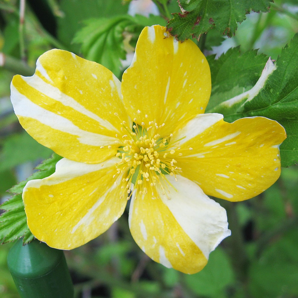 ヤマブキ 吹雪錦 2