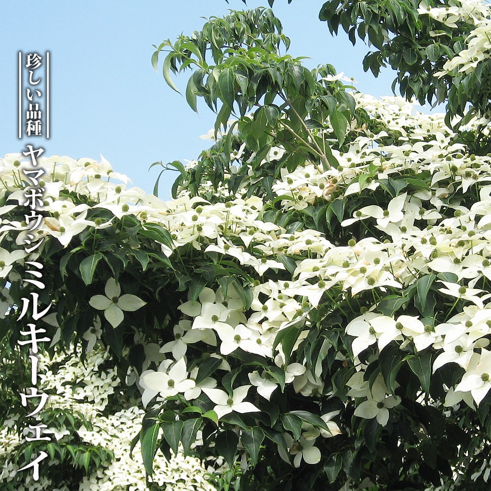 ヤマボウシ ミルキーウェイ 