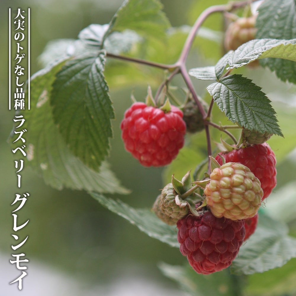 ラズベリー グレンモイ 