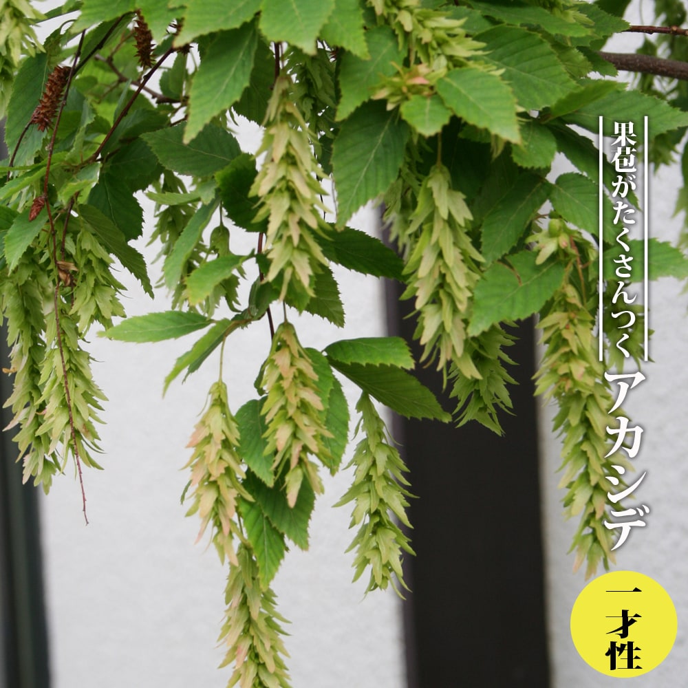 アカシデ 一才性 苗 販売 苗木部 By 花ひろばオンライン