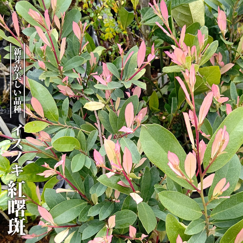 イスノキ 紅曙斑 