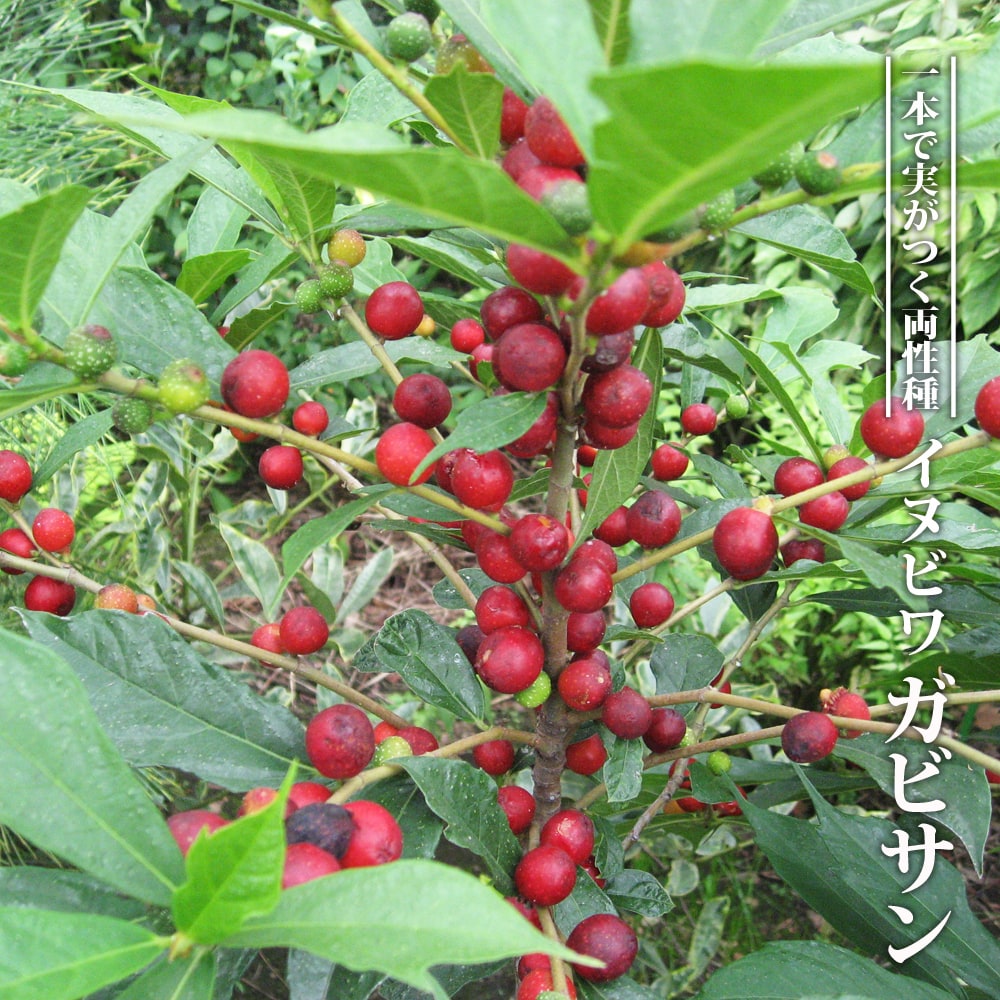 イヌビワ ガビサン 