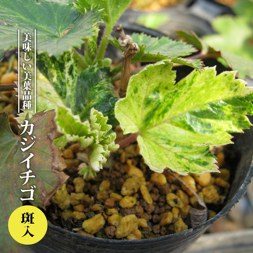 カジイチゴ 斑入り
 