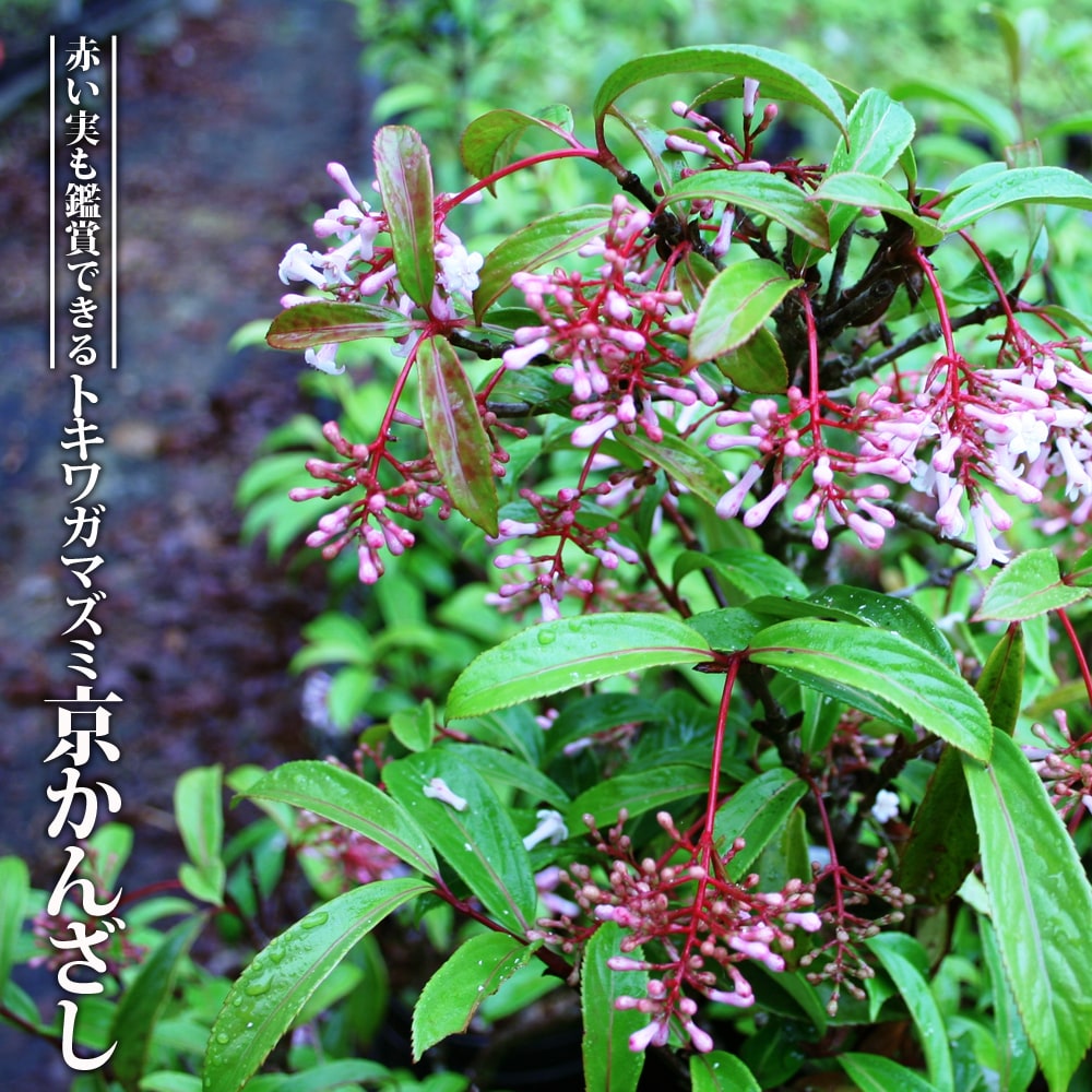 ガマズミ 京かんざし 