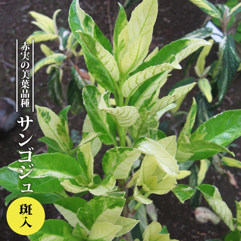 サンゴジュ 斑入り 