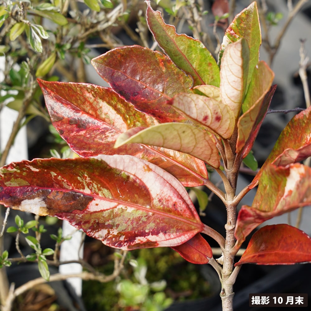 サンゴジュ 斑入り 3