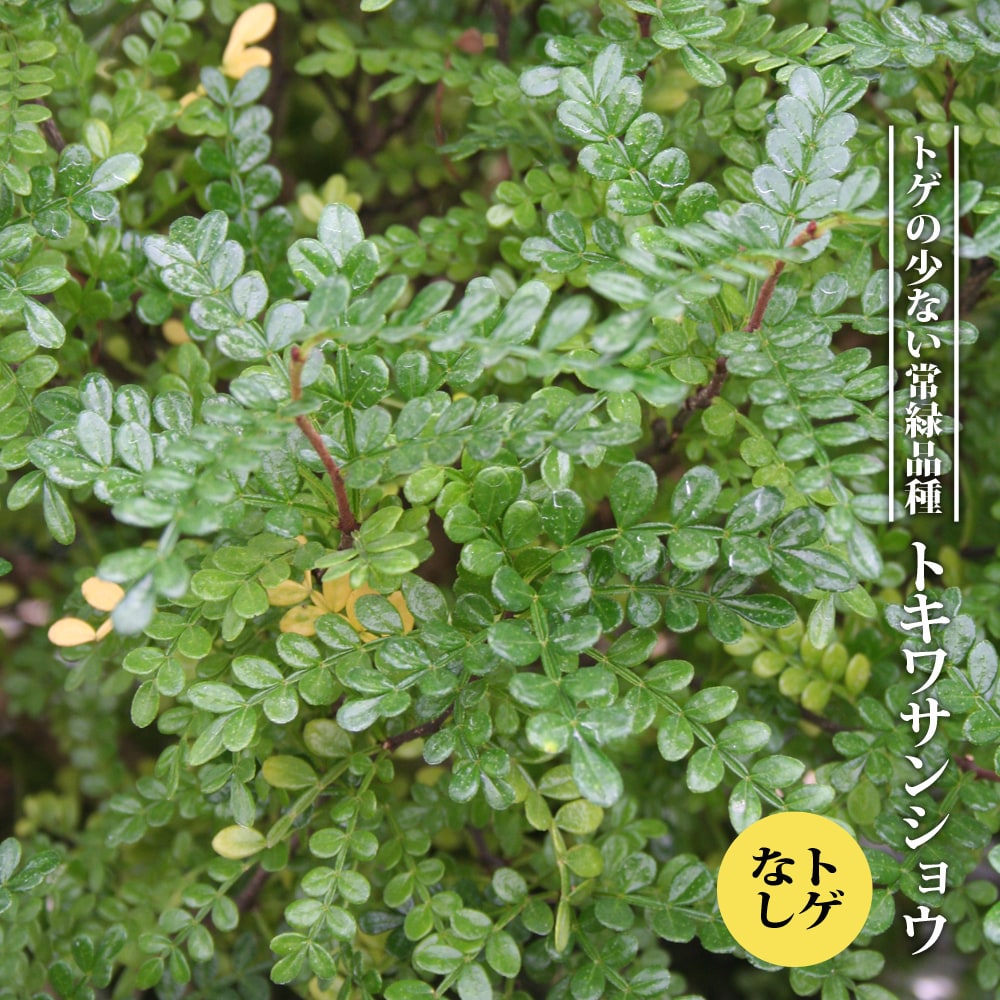 サンショウ トキワ とげなし