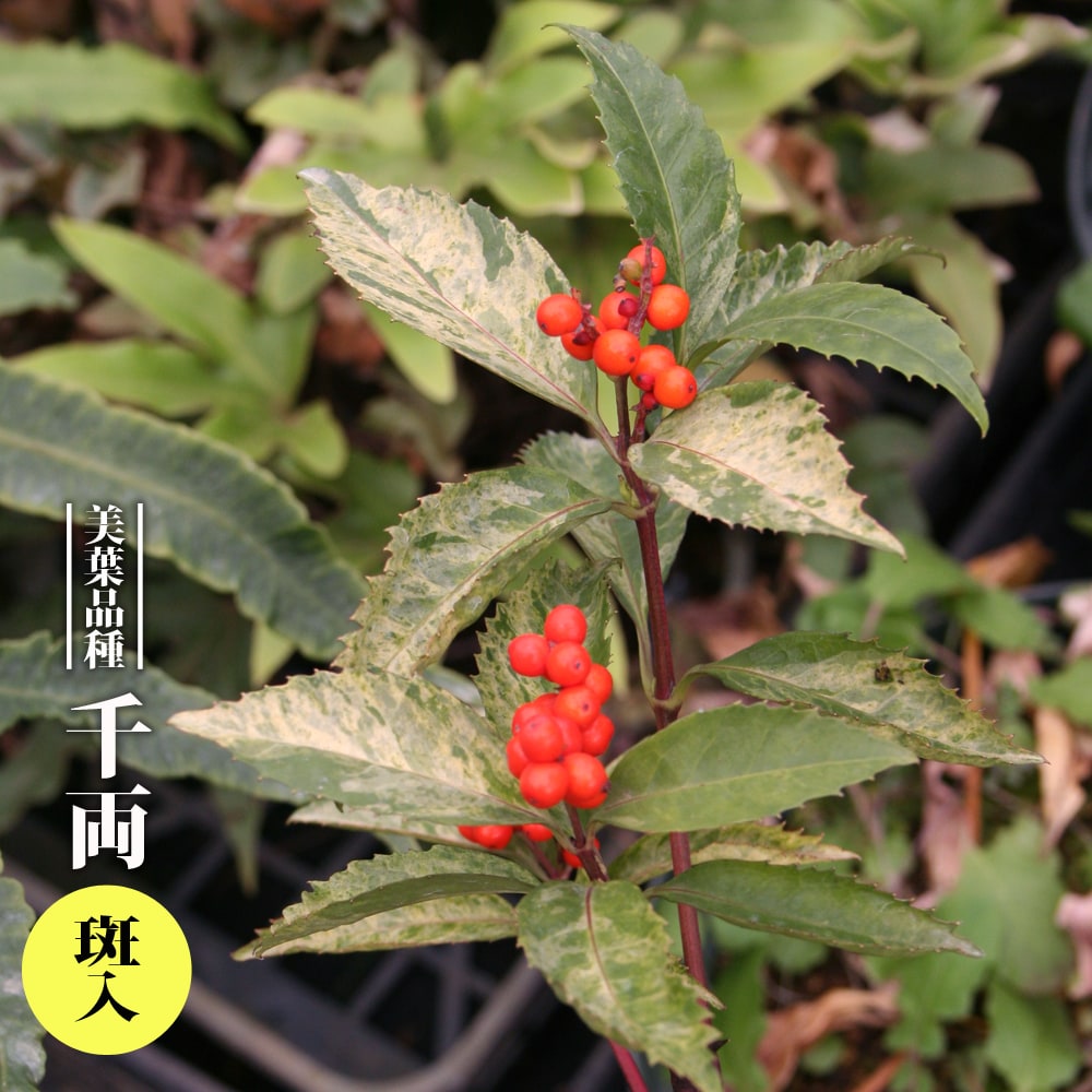 センリョウ 千両 