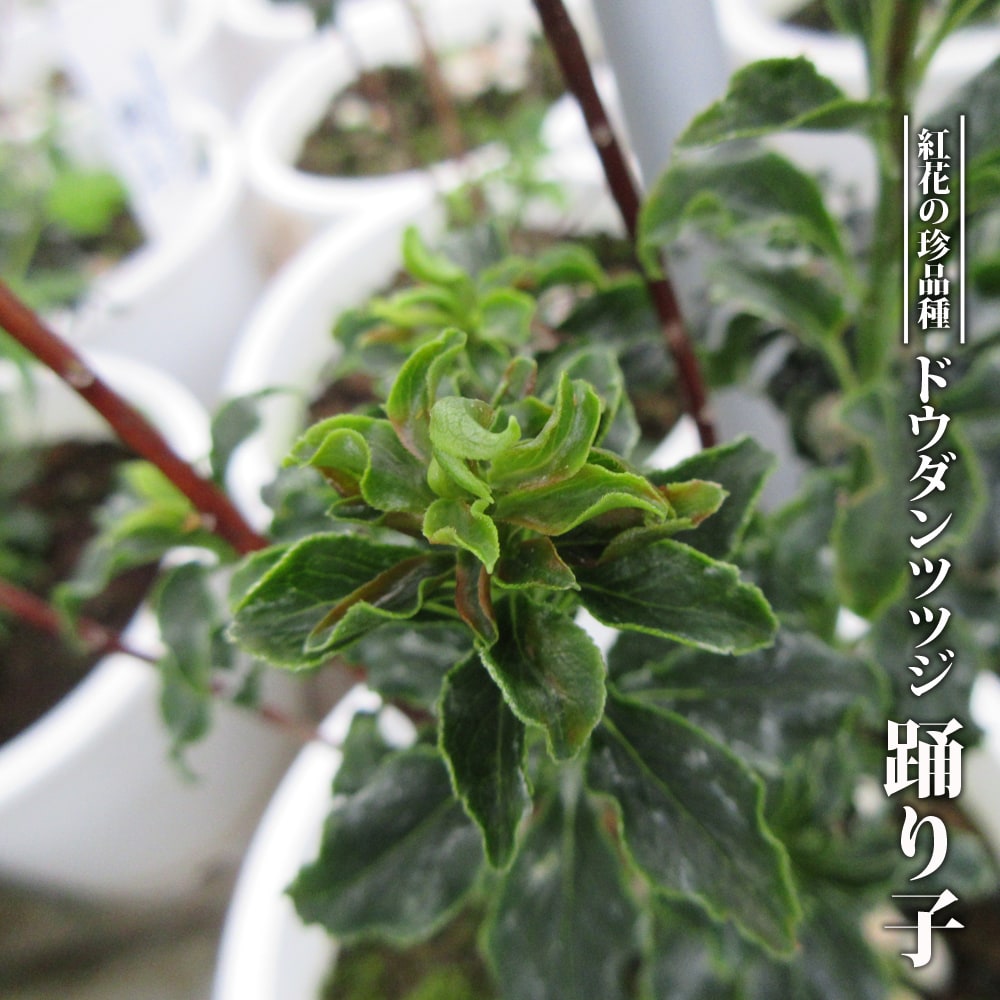 ドウダンツツジ 踊り子